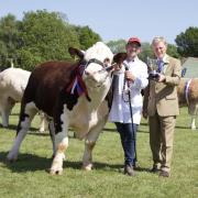 A winning cow at last year's County Show