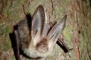 Long-eared bats will be given new homes in the new year