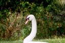 The swan family was first spotted a few weeks ago in Aberford Park, Borehamwood