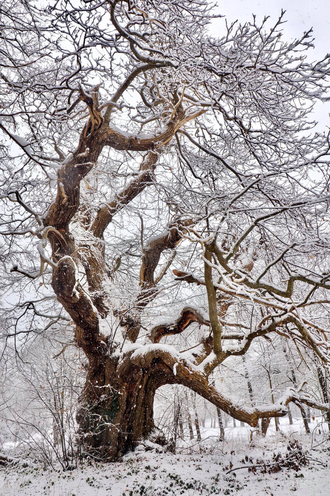 Stephen Smith captured this beautiful tree covered in snow