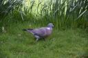 Have you noticed an influx of pigeons taking over your garden recently?