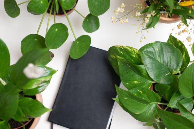 Borehamwood Times: A black notebook surrounded by indoor plants. Credit: PA
