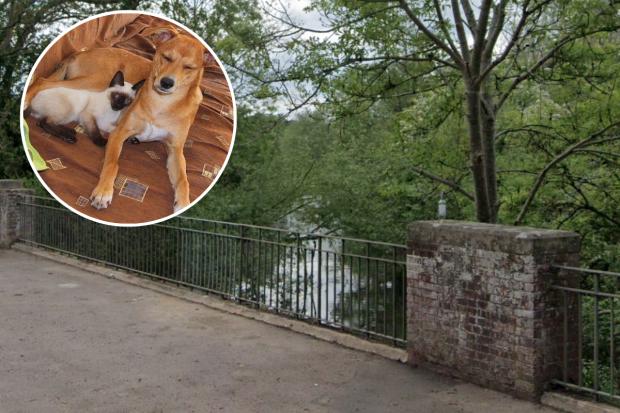 River Colne Picture: google maps, Inset: Cat and dog (not the same pets found dead) Picture: Arantz