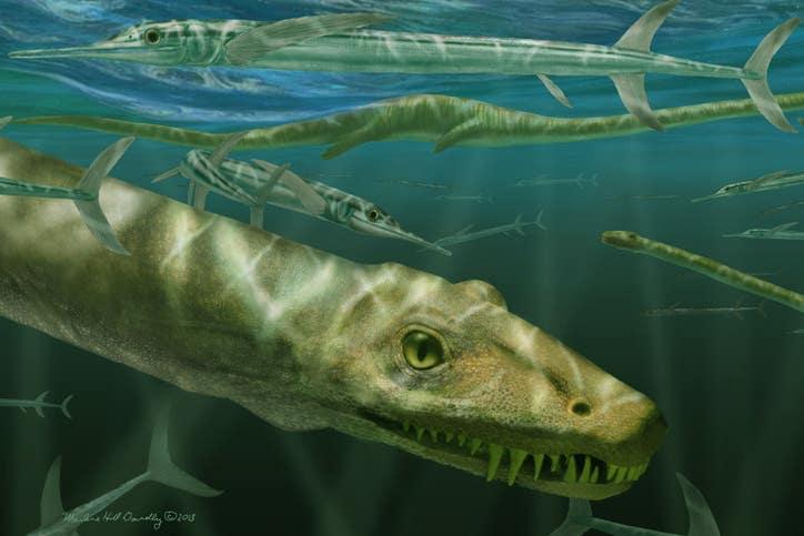 Palaeontologists unveil 240-million-year-old reptile likened to Chinese dragon
