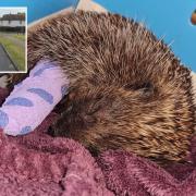 This hedgehog was put down after injuries she sustained after being horrifically beaten proved to be to serious