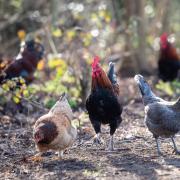 Hertfordshire poultry farmers have been asked to take measure against bird flu amid the UK's largest ever outbreak.