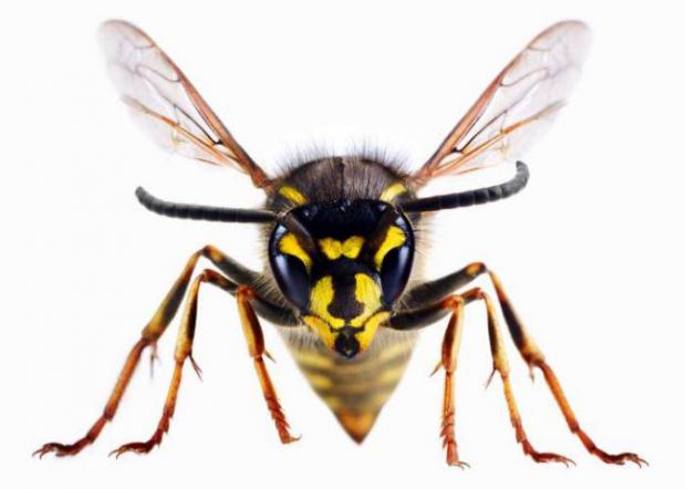 Borehamwood Times: A wasp